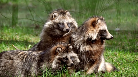 Group of raccoon dogs