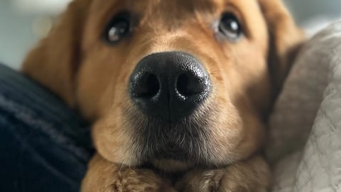 Close up of a golden retriever with big brown eyes