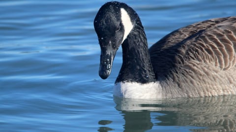 Canada goose in the water