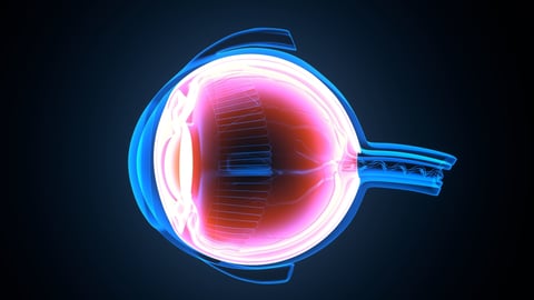 3D rendering of a human eye