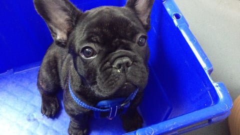 Black bulldog in a blue Box