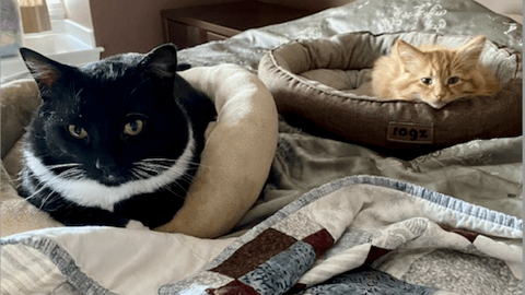 Black cat and orange cat on bed in baskets