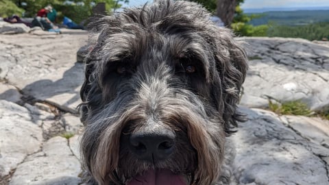 Black fluffy dog outside on a big rock