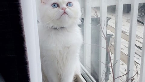 A white cat sitting on a window sill