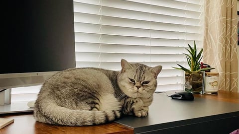 A big gray cat sitting on a computer desk