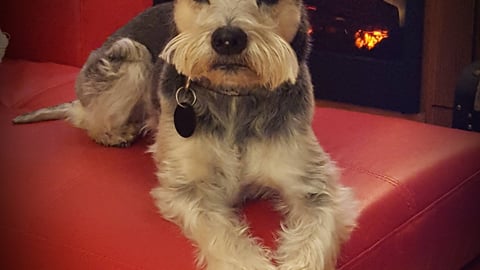 Shcnauzer pup on a red chair