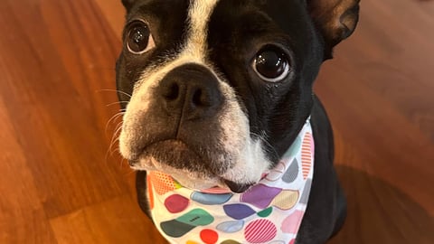 Black and white Boston terrier with a colourful scarf on