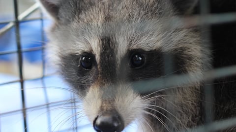 Close up of a raccoon's face behind a cage