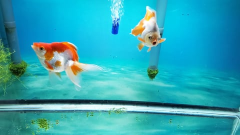 Two stripe goldfish looking through their bowl