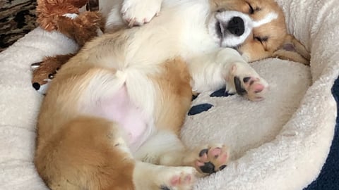 A Corgi pup sprawled on her back in a basket