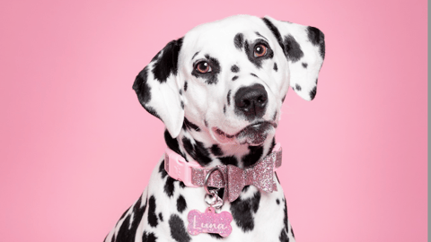 A dalmation against a pink background