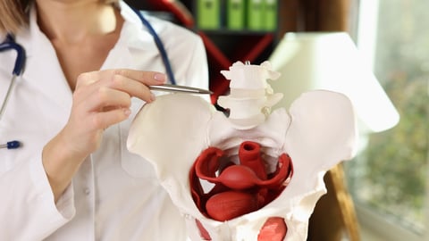 Doctor hold up a model of a woman's pelvis