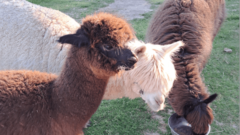 two brown alpacas with white one in middle, at food dishes