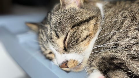 A sleeping tabby cat with a white stripe on nose