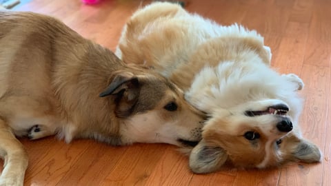 Two light brown dogs lying together, belly up on a wooden floor