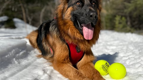 A german shepherd sitting in the snow with a bright yellow tennis ball