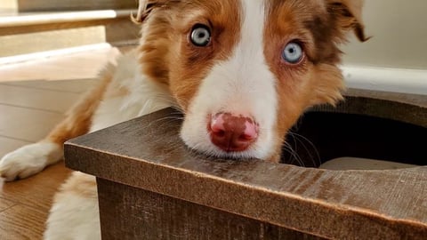 brown and white dog with blue eyes