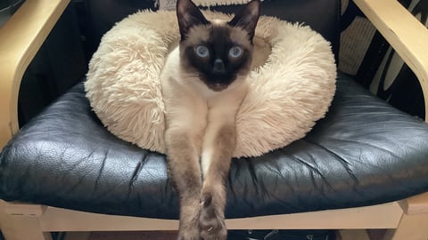 A siamese cat in a basket, with her front paws crossed