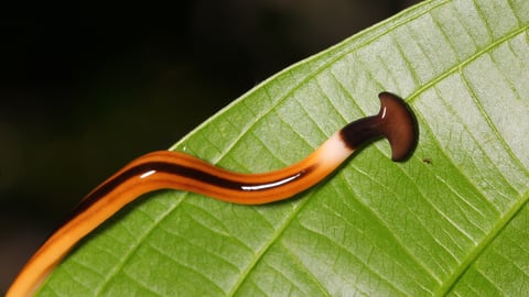 Hammerhead worm on a leaf