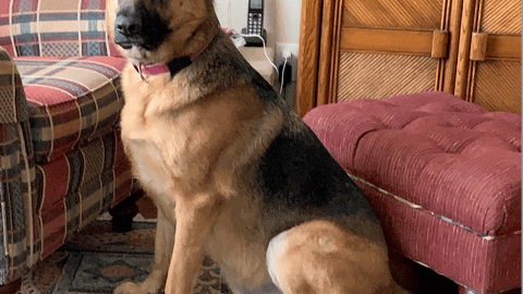 A large german shepherd sitting in a rec room on carpet