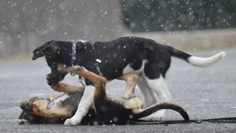 Two black and white puppies play wrestling as snow falls