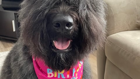 Black bouvier des flandres dog with pink crown and bandanna