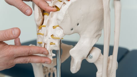 Doctor pointing to pelvic bones on a study skeleton