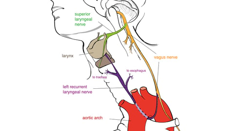 Ilustration of the neck and chest, profile, showing course of the left recurrent laryngeal nerve