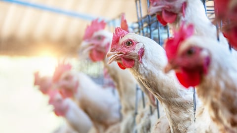 Close up of chickens in cages