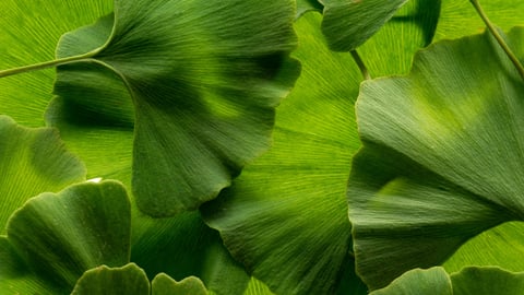 ginkgo biloba leaves on a white background