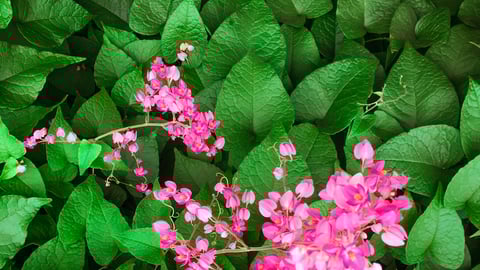 Pink flowers of Antigonon leptopus Hook. & Arn, commonly knows as Mexican creeper