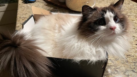 Cat in box