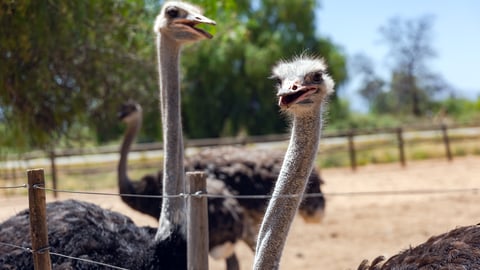 Ostrich