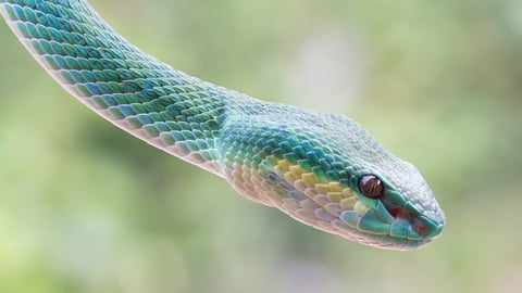 Green snake peeking down