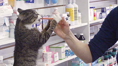 Luba is one of pharmacist John Forster-Coull’s favourite feline patients.