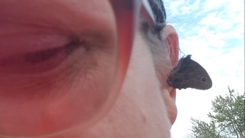 A woman's face with sunglasses, and a butterfly on her ear