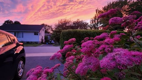 Sunset and flowers by Peggy Domenie