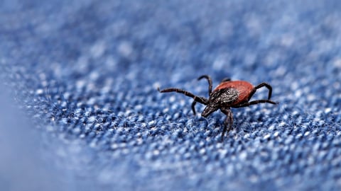 Tick crawling on a pair of jeans