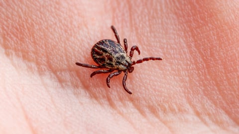 Tick on a person's hand