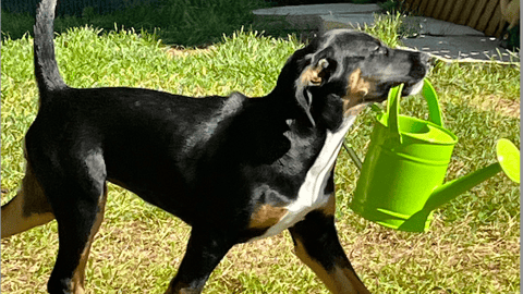 A black and brown dog carrying a watering can
