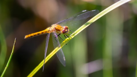 A damselfly looking at a blade of grass