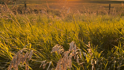 Sun setting behind golden grain fields in Saskatchewan