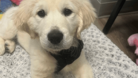 A golden lab pup looking at the camera (reader photo)