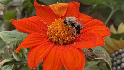 A pollen-covered bee on a red flower (reader photo)