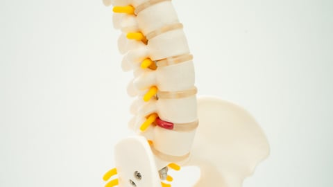Model of a spinal cord