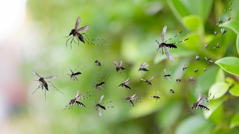 Close up of mosquitos flying by