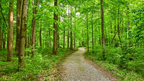 A hiking trail through green thick forrest
