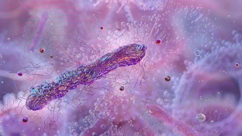 Clostridium bacteria, microscopic view.