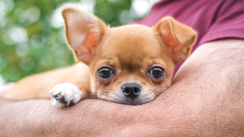 Cute small dog peeking out over its owner's arm