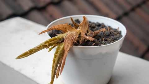 Dead aloe plant in a white pot